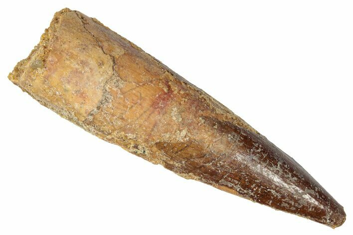 Fossil Spinosaurus Tooth - Real Dinosaur Tooth #346294